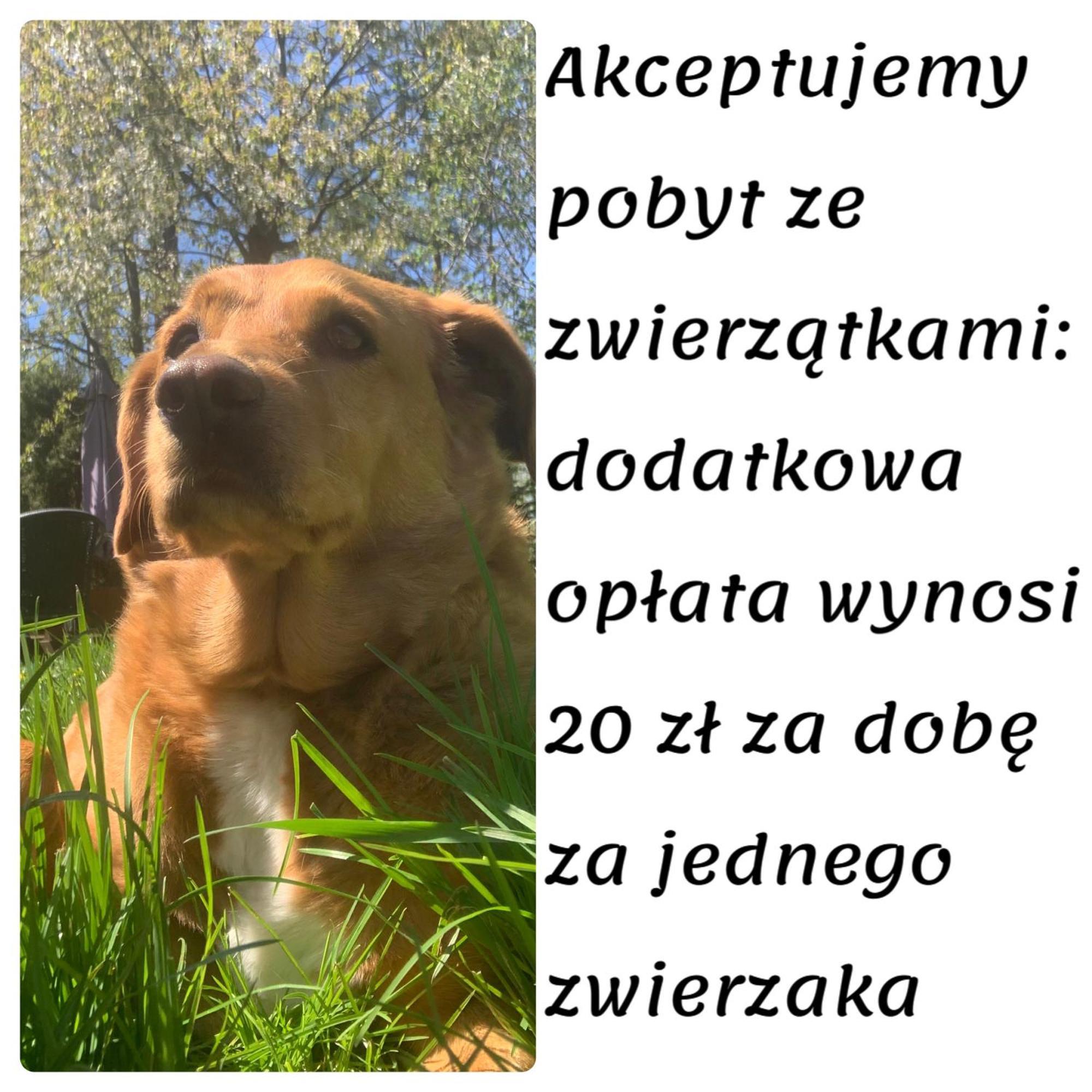 Domki Caloroczne - U Ptaka - Milkow Buitenkant foto
